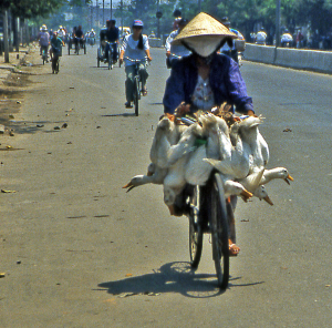 Bicycling Vietnam