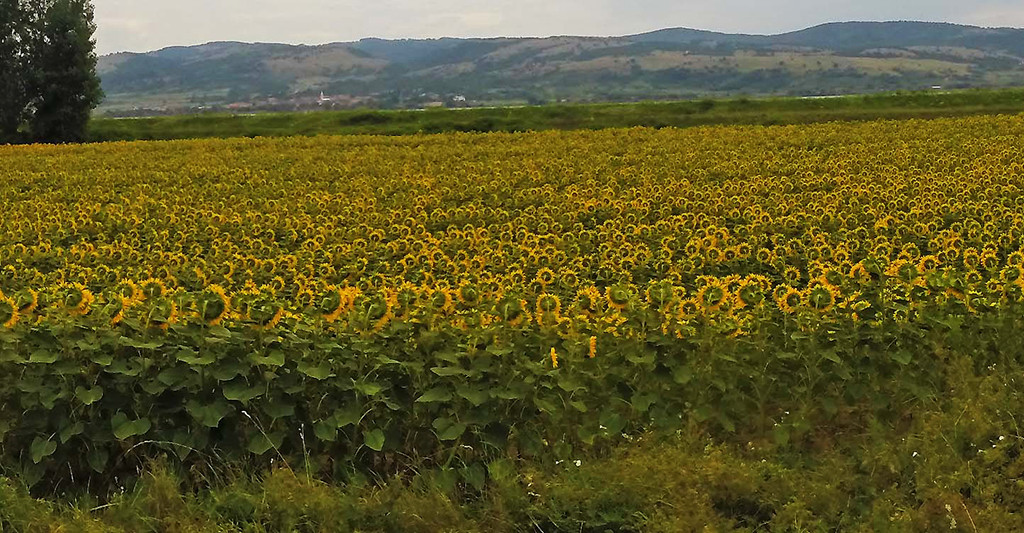 Stara Palanka-Golubac-Serbia-Sunflowers