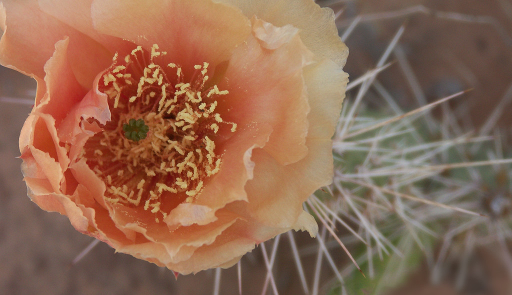 Hiking Utah-Hiking Arches-Canyonlands National Parks-Utah National Parks-Cactus flower