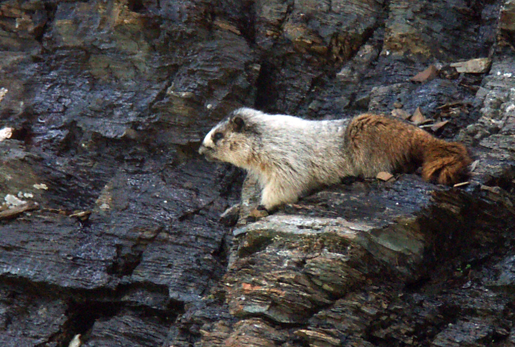 Hiking Canada-Waterton Lakes-Carthew Pass Marmot